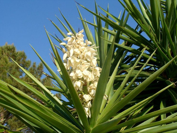 Palme Für Garten
 Yucca Palme 26 fantastische Bilder zur Inspiration