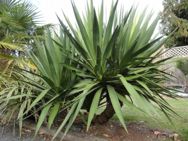 Palme Für Garten
 Yucca Palme 26 fantastische Bilder zur Inspiration