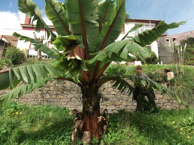 Palme Für Garten
 Musa Nagensium essbare Banane Palme Gehölze für den Garten