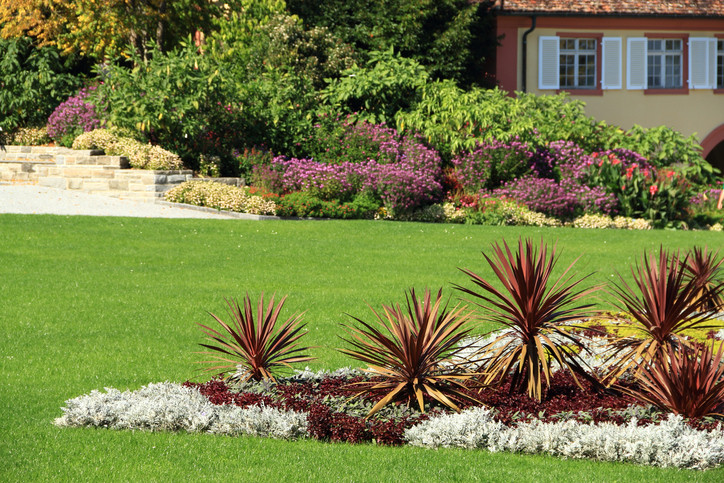 Palme Für Garten
 Yucca Palme im Garten einpflanzen So wird s gemacht