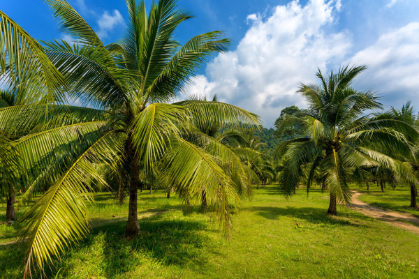 Palme Für Garten
 Exotische Palmen im Garten Südliches Flair in unseren