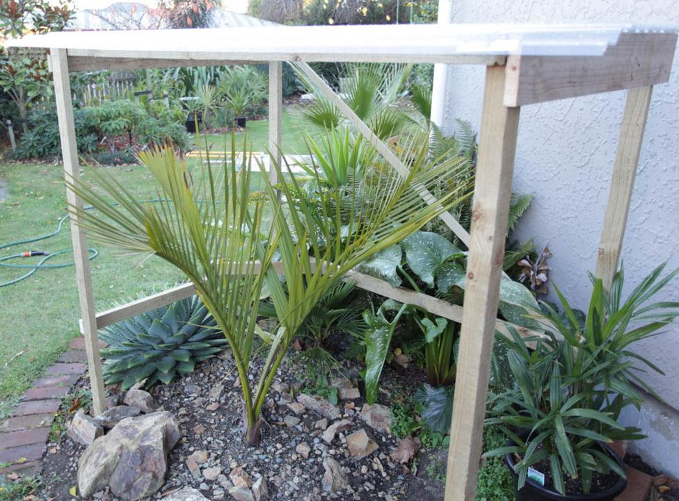 Palme Für Garten
 Palmenpflege im Garten Winterschutz Pflanzenfreunde