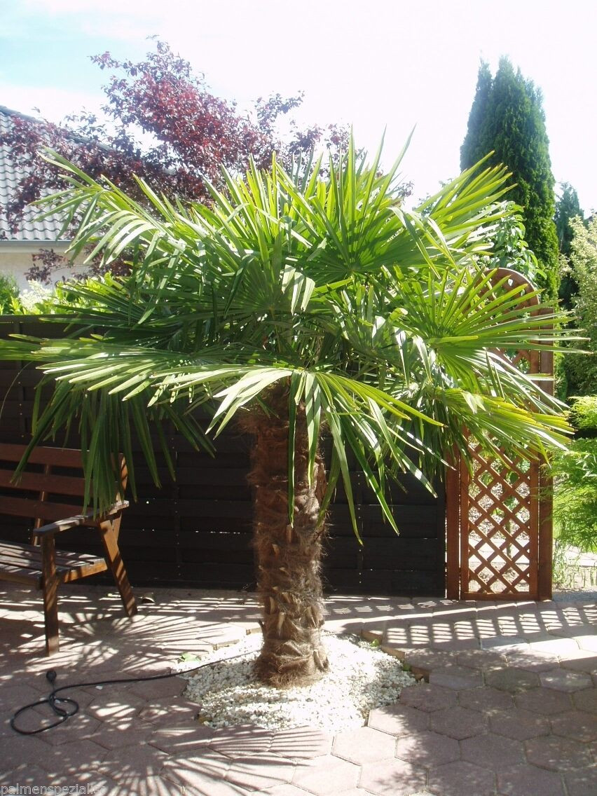 Palme Für Garten
 Winterharte Palme 180 190cm Hanfpalme Trachycarpus