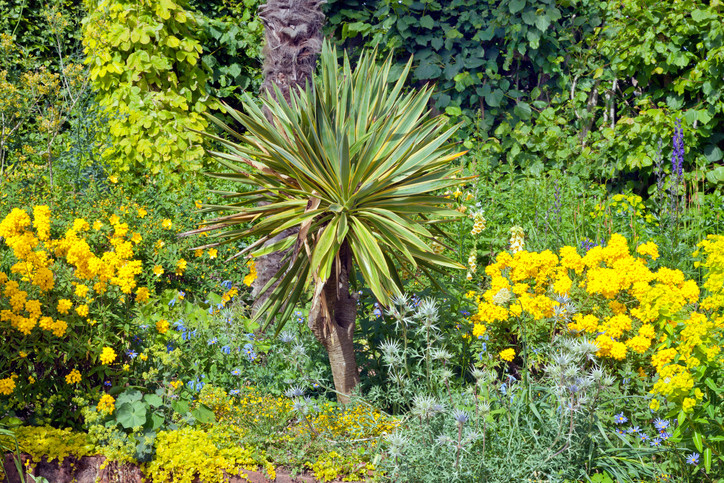 Palme Für Garten
 Yucca Palme im Garten Diese Palmlilienarten können Sie