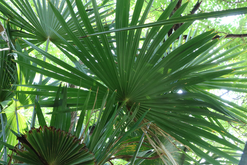 Palme Für Garten
 Winterharte Palmen 7 Arten für den Garten bis zu 25°C