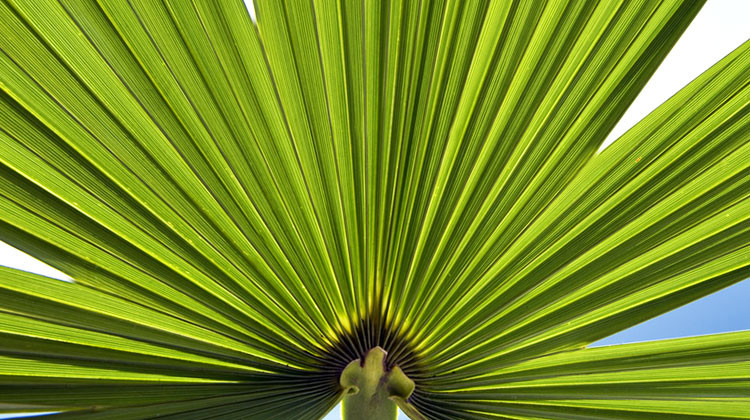 Palme Für Garten
 Winterharte Palmen Welche Palmenarten sind besten