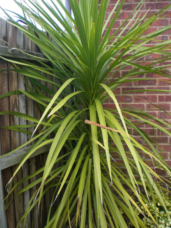 Palme Für Garten
 Yucca Palme 26 fantastische Bilder zur Inspiration