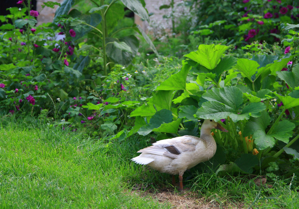 Permakultur Garten
 Der Permakultur Garten Die 12 Prinzipien der Permakultur