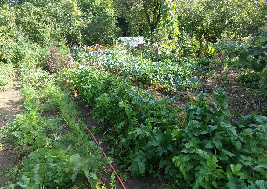 Permakultur Garten
 Mein Permakultur Garten