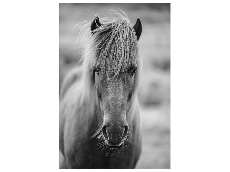 Pferd Auf M Flur
 Leinwandbild Da Steht Ein Pferd Auf m Flur