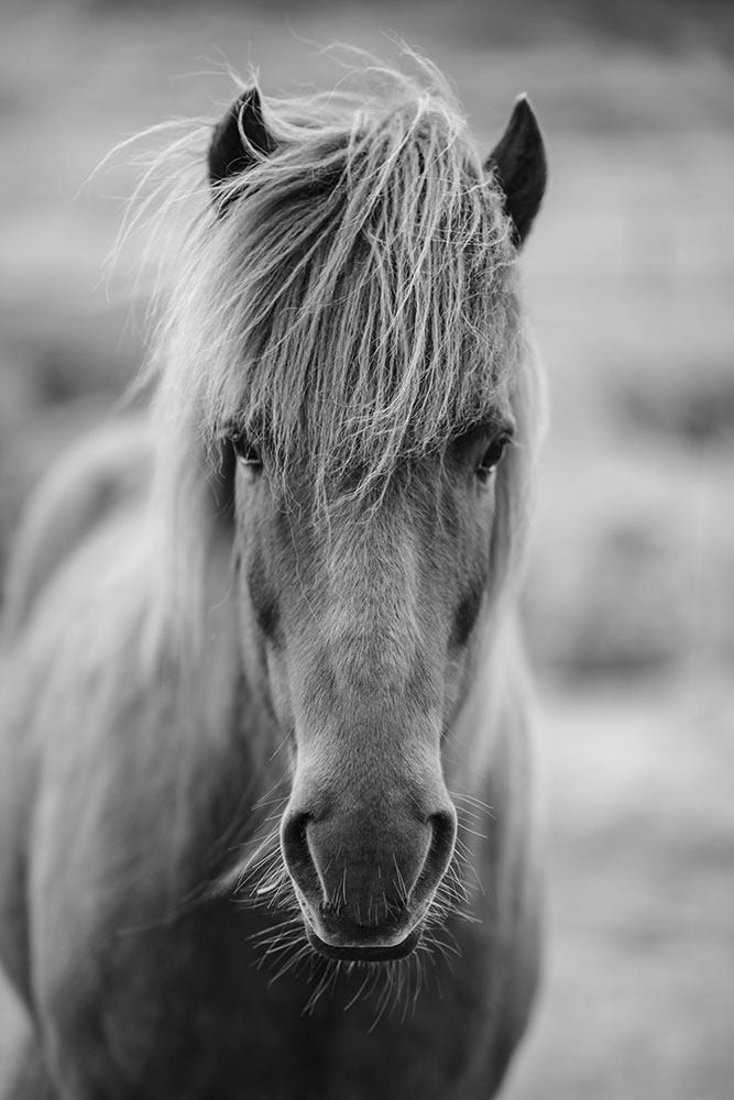 Pferd Auf M Flur
 Fototapete Da Steht Ein Pferd Auf m Flur Jetzt bestellen