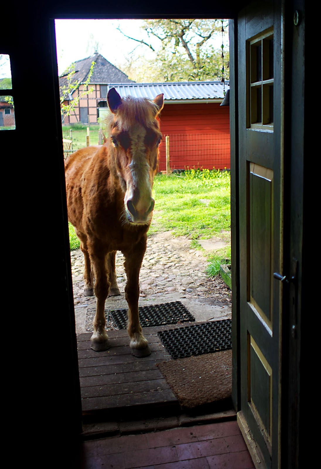 Pferd Auf M Flur
 Die Grashüpferinnen Da steht ein Pferd auf m Flur