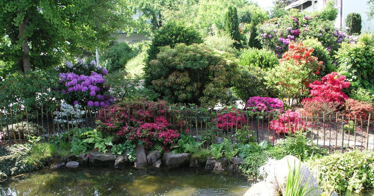 Pflanzen Für Den Garten
 Pflanzen für den Rhododendrongarten Mein schöner Garten
