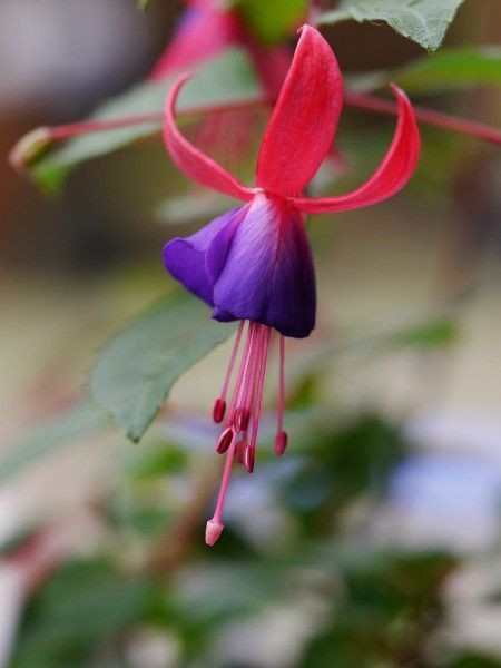 Pflanzen Für Den Garten
 Mediterrane Pflanzen für den Garten ein Überblick