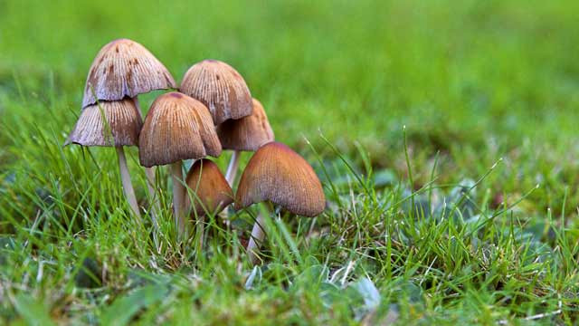 Pilze Im Garten
 Pilze im Rasen loswerden – Ursache und Abhilfe