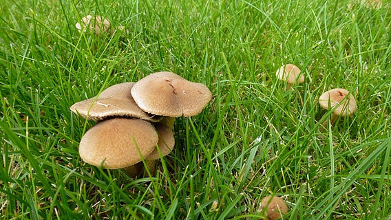 Pilze Im Garten
 Was tun gegen Pilze im Rasen