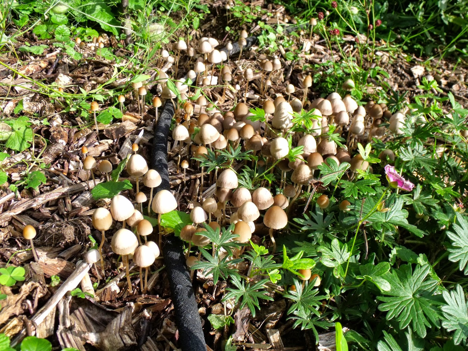 Pilze Im Garten
 Achimsgarten der Selbstversorger und Garten Blog Pilze