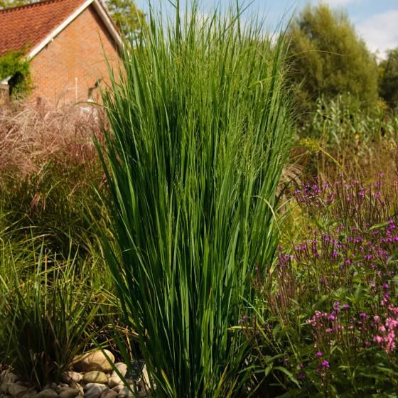 Pötschke Garten
 Säulen Rutenhirse Northwind online kaufen bei Gärtner