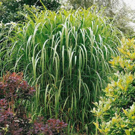 Pötschke Garten
 Riesen Chinaschilf online kaufen bei Gärtner Pötschke