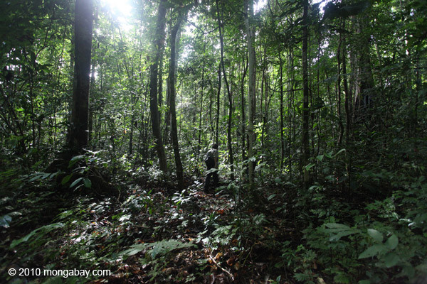 Rainforest Decke
 Menteri Kehutanan Dukung Perpanjangan Moratorium