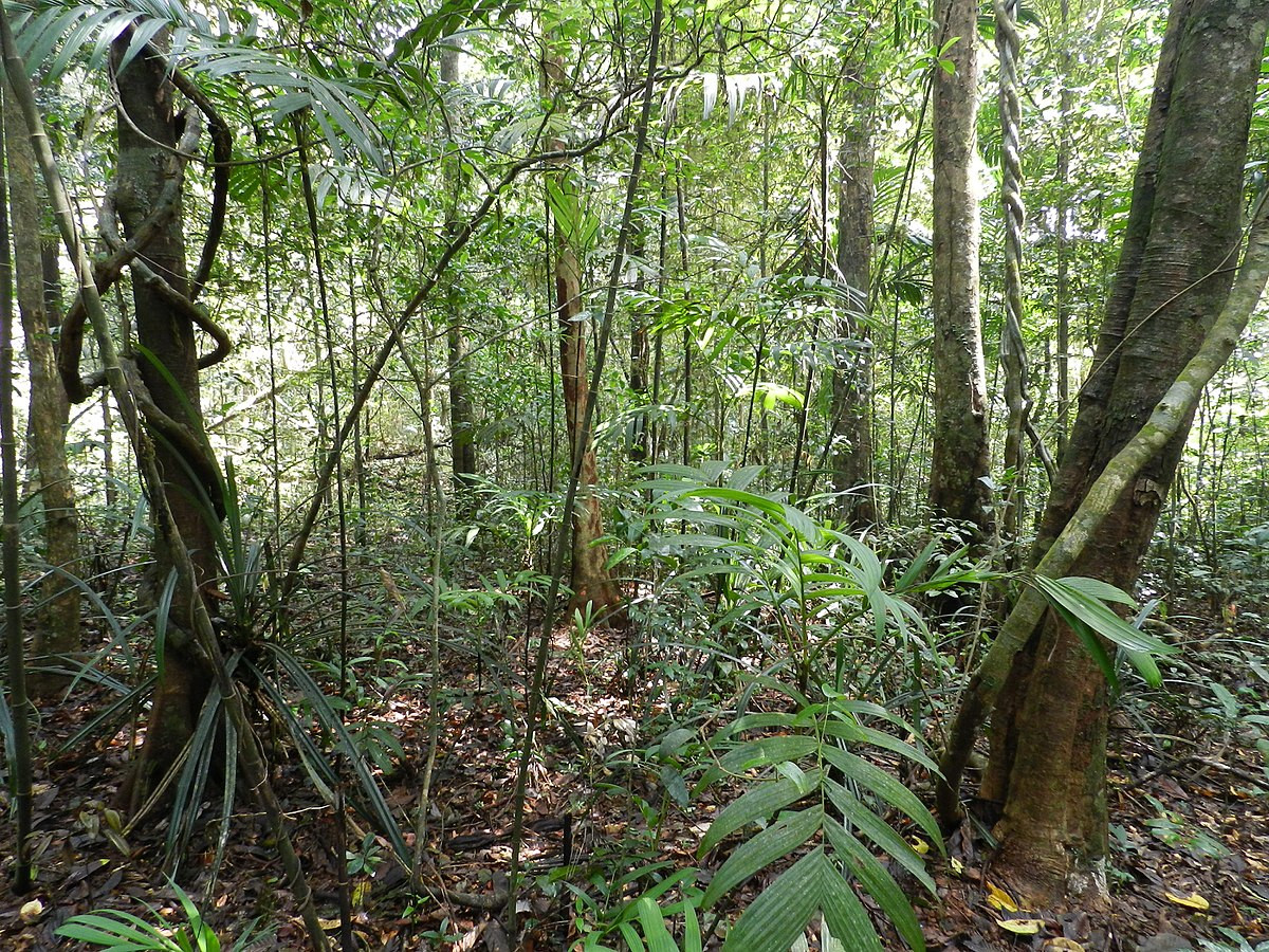 Rainforest Decke
 Tropical rainforest conservation
