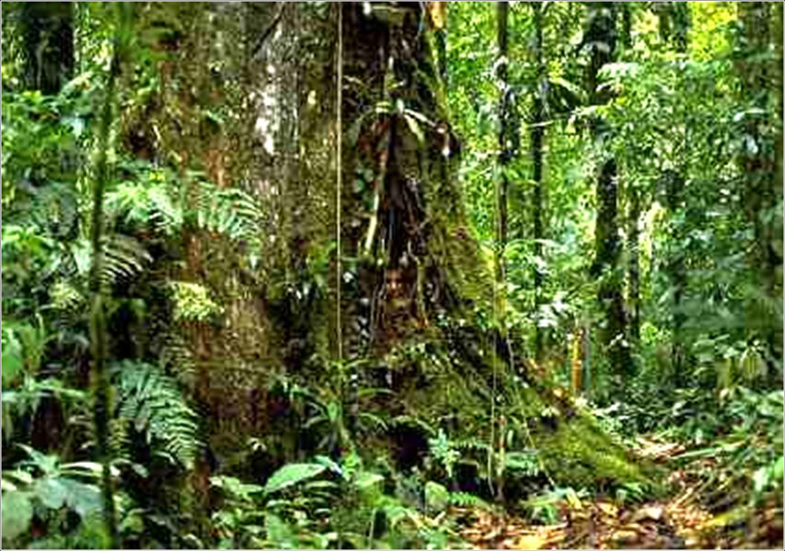 Rainforest Decke
 The most successful economies ecosystems