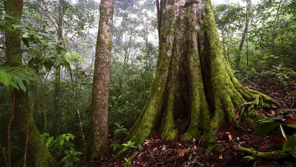 Rainforest Decke
 Rainforest Virtual Tour