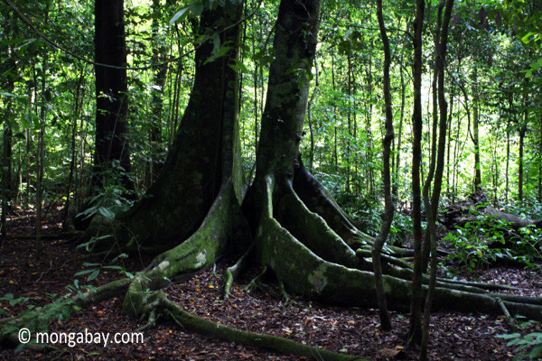 Rainforest Decke
 Rainforest Slideshow