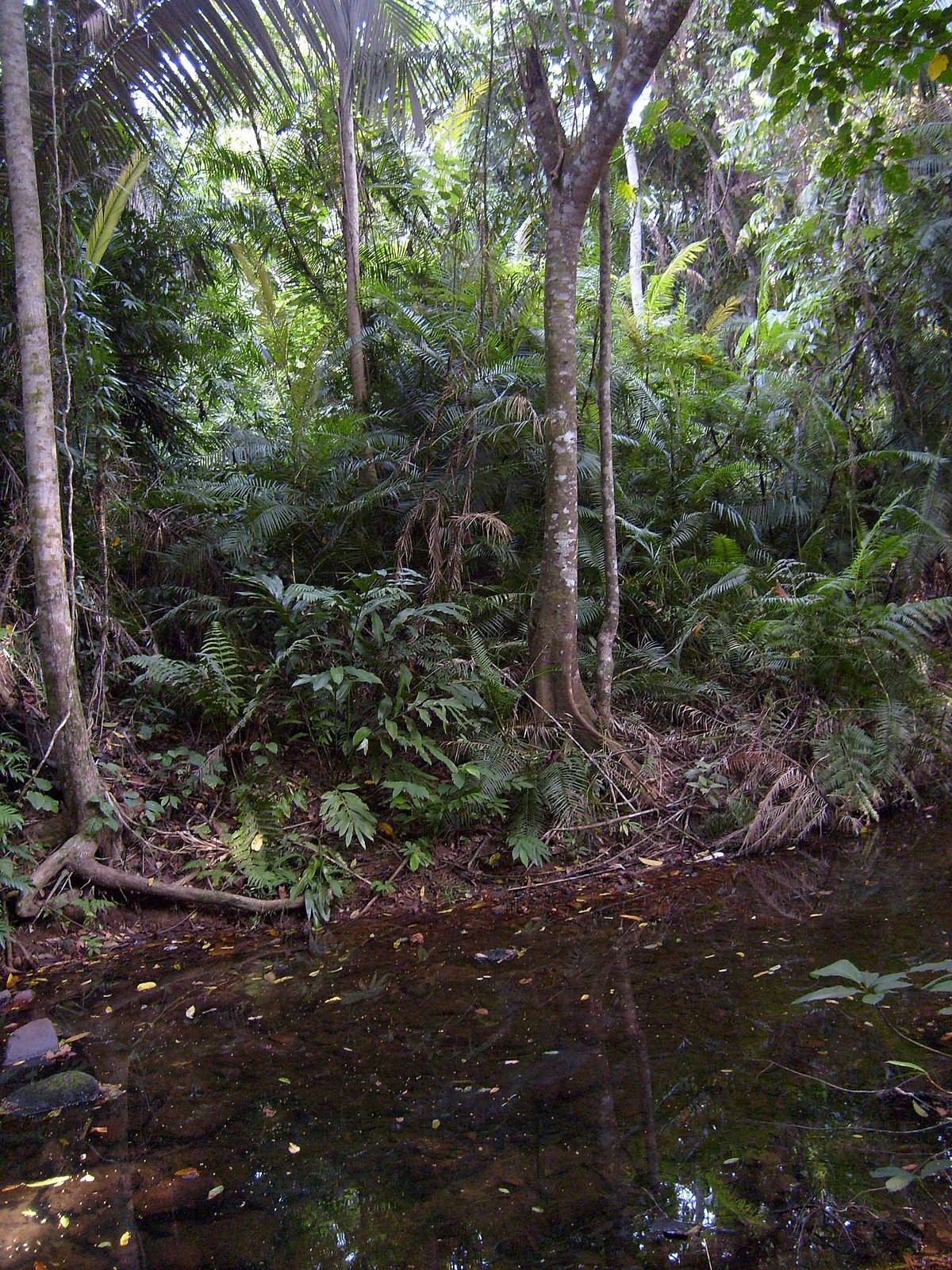 Rainforest Decke
 Jungle