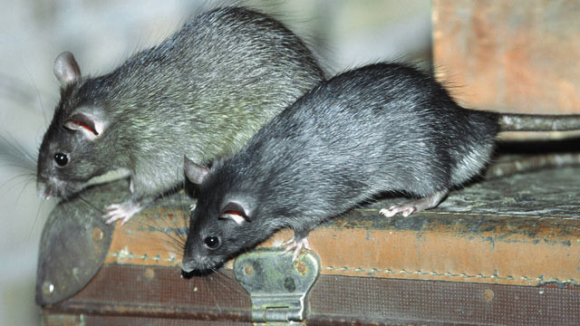 Ratten Im Garten
 Ratten vertreiben und bekämpfen Tipps gegen Ratten im Haus