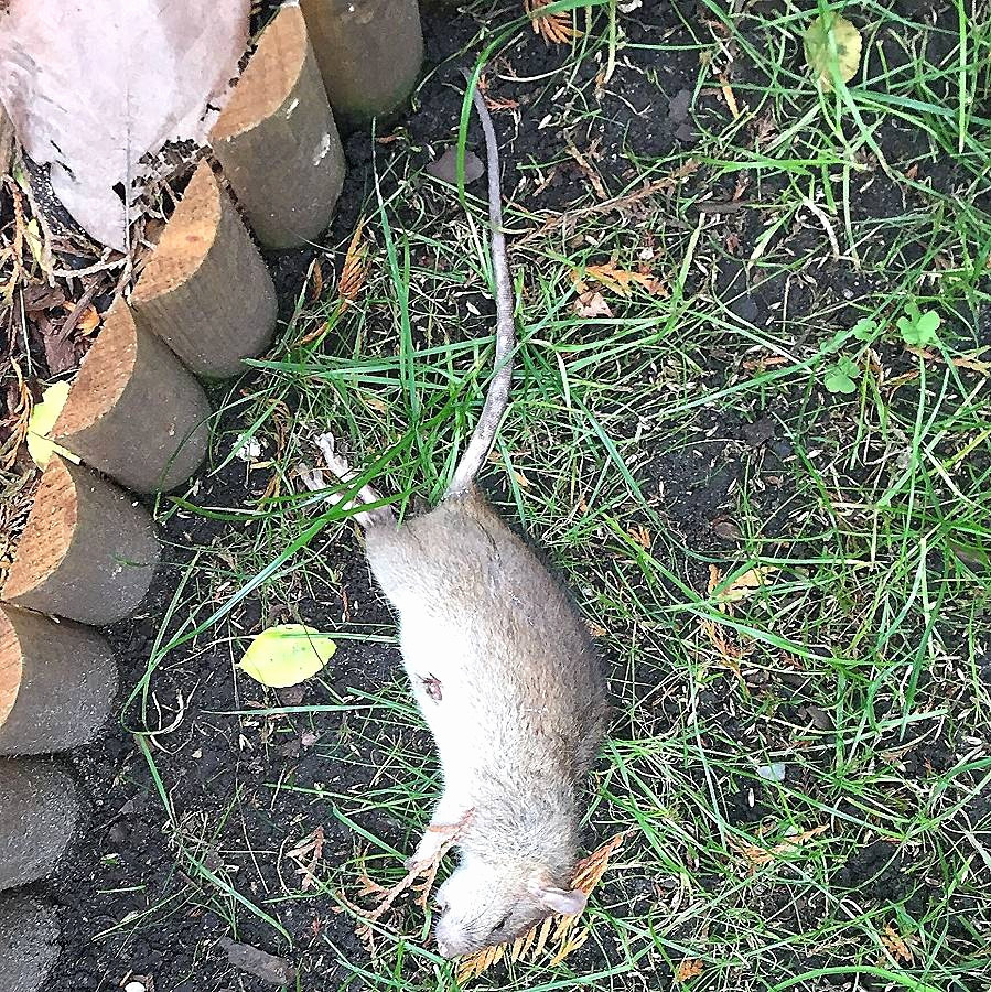 Ratten Im Garten
 Ratten Im Garten Schön Neu Ratten Im Garten Was Tun