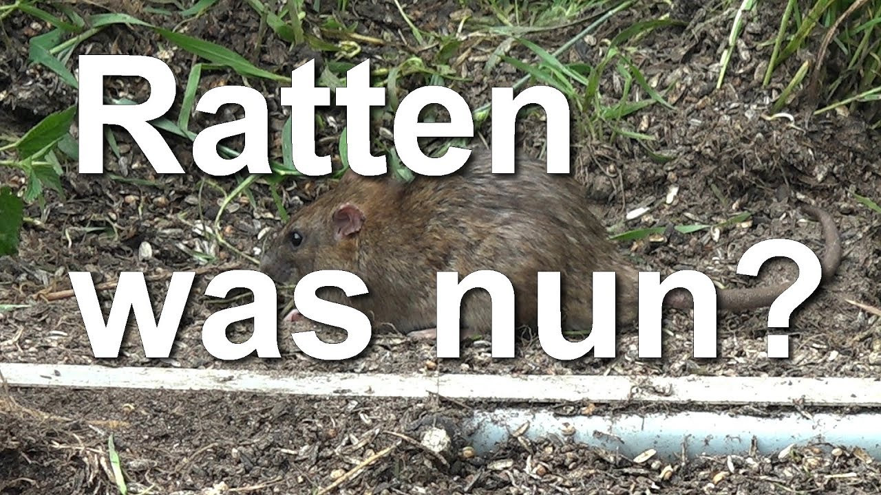 Ratten Im Garten
 Ratten im Bienen Garten und nun