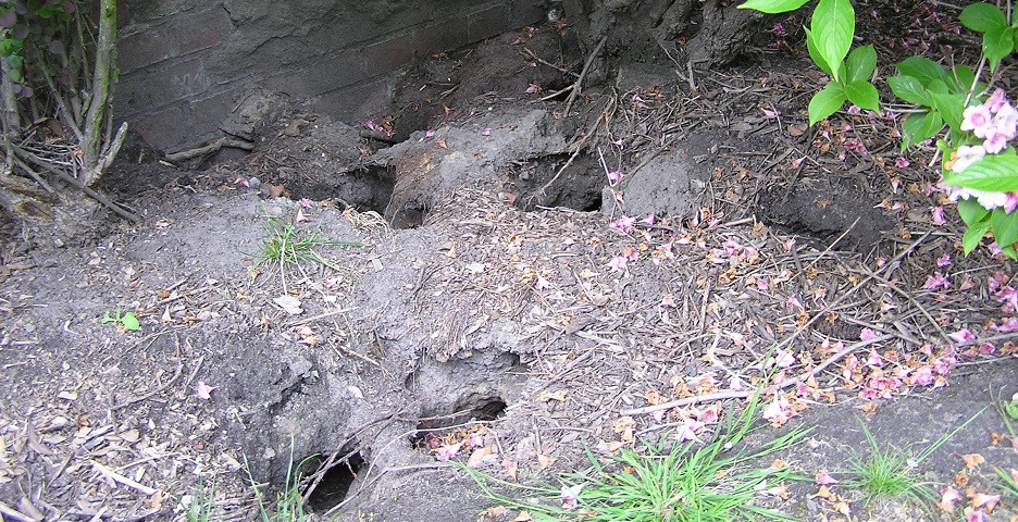 Ratten Im Garten
 Schädlingsbekämpfung Hamburg und Kammerjäger Hamburg