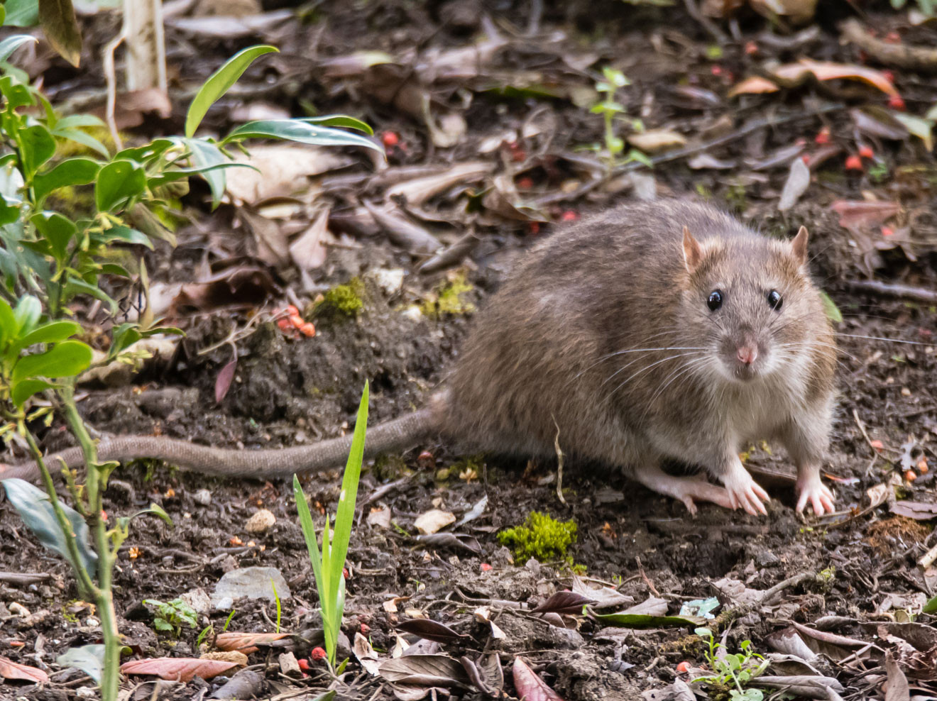 Ratten Im Garten
 Ratten vertreiben So werden Sie lästigen Schädlinge los