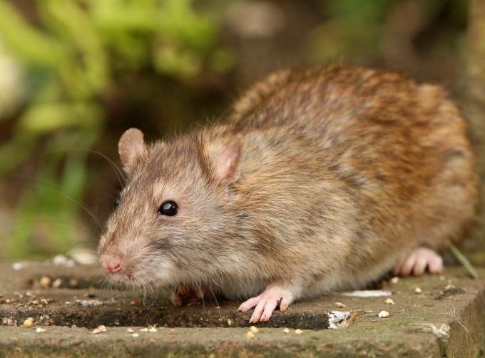 Ratten Im Garten
 Ratten vertreiben und vorbeugen Tipps Schädlinge