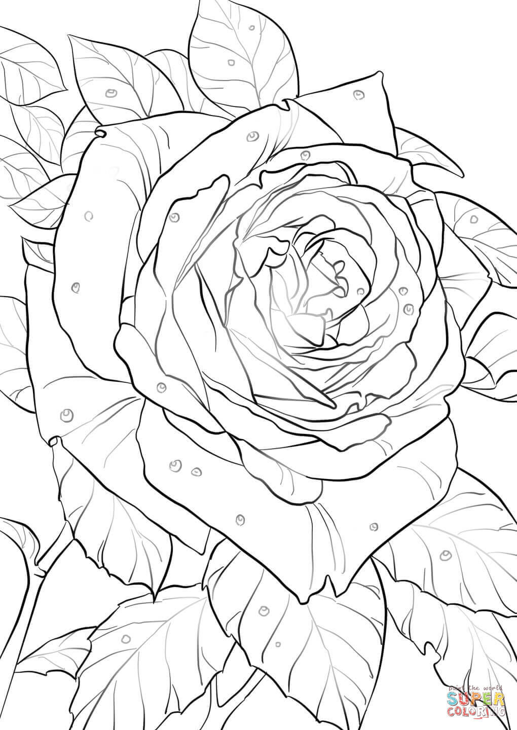 Rose Ausmalbilder
 Oklahoma Rose coloring page