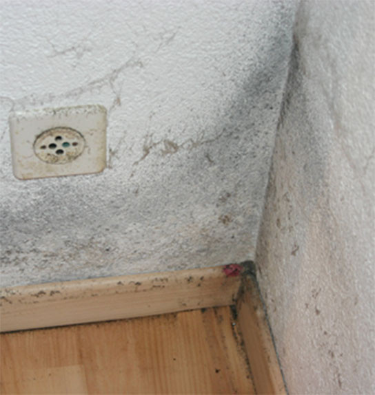 Schimmel Im Haus
 Schimmel in der Ecke