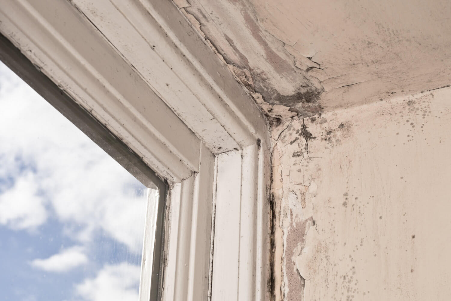 Schimmel Im Haus
 Schimmel im Haus Was Bauherren und Immobilienkäufer tun