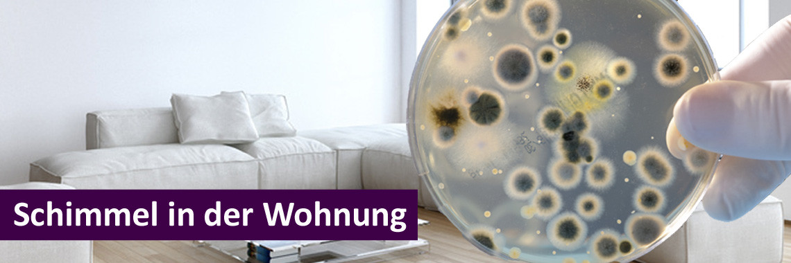 Schimmel In Der Wohnung
 Schimmel in der Wohnung Ursachen und Empfehlungen