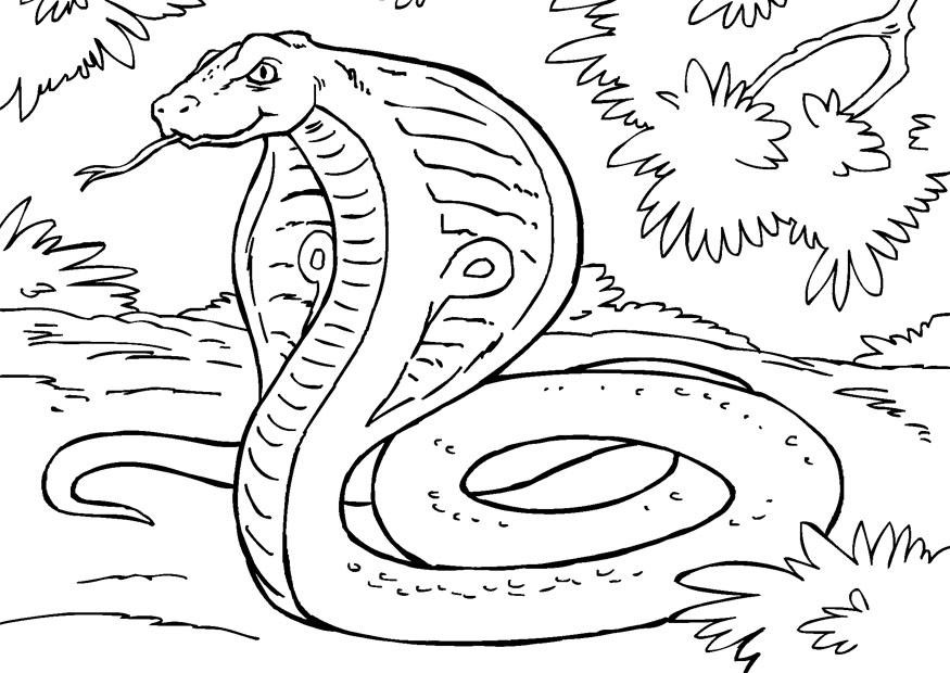 Schlange Ausmalbilder
 Malvorlage Schlange Kobra