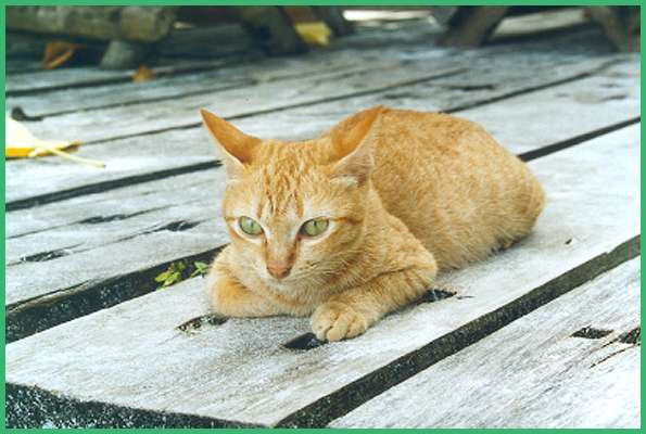 Schleimiger Stuhl
 Schleimiger Stuhl Katze yusufgultekinub