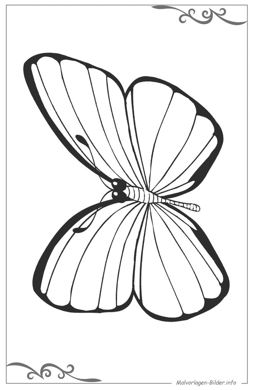 Schmetterlinge Malvorlagen
 Schmetterlinge malvorlagen für jungs zum ausdrucken