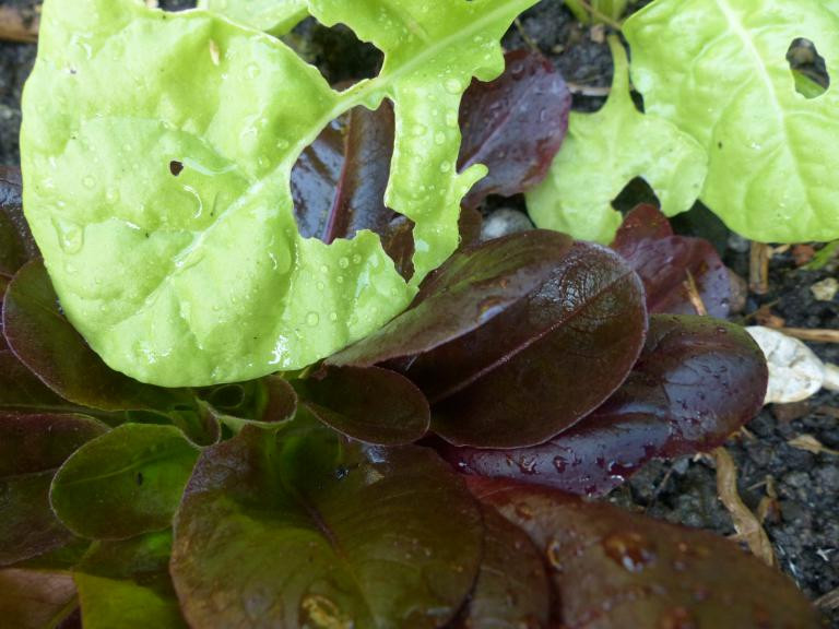 Schnecken Im Garten
 Schnecken bevorzugen grünen Salat