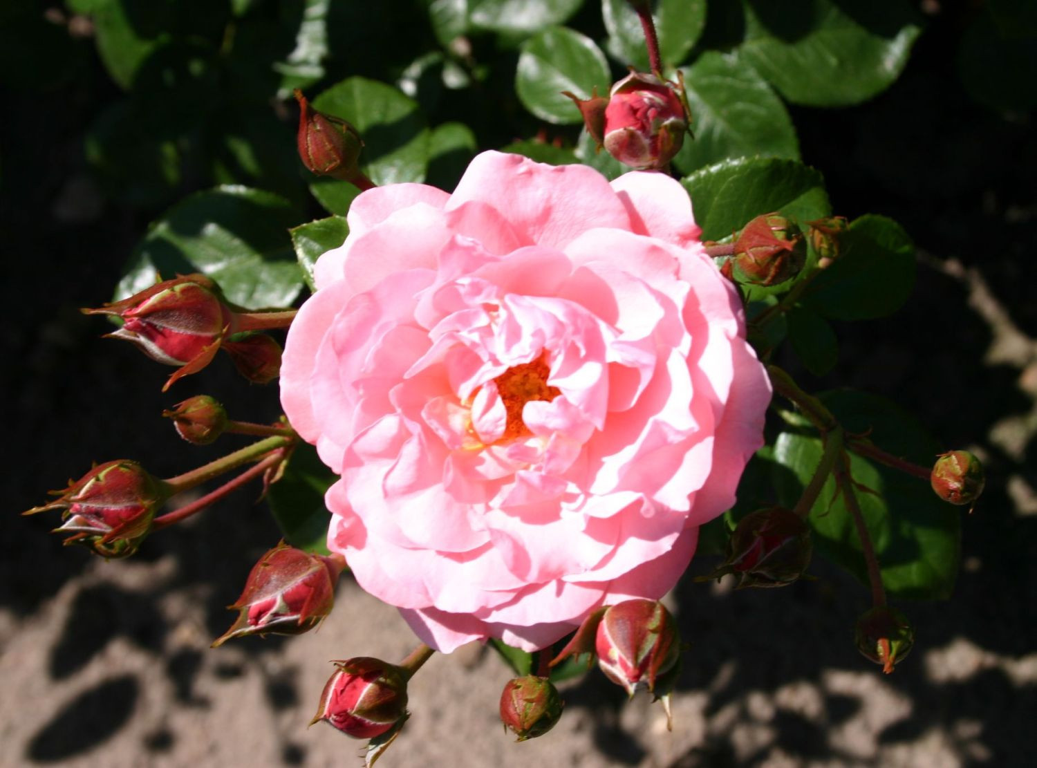 Schöner Garten
 Strauchrose Mein schöner Garten Rosa Mein schöner