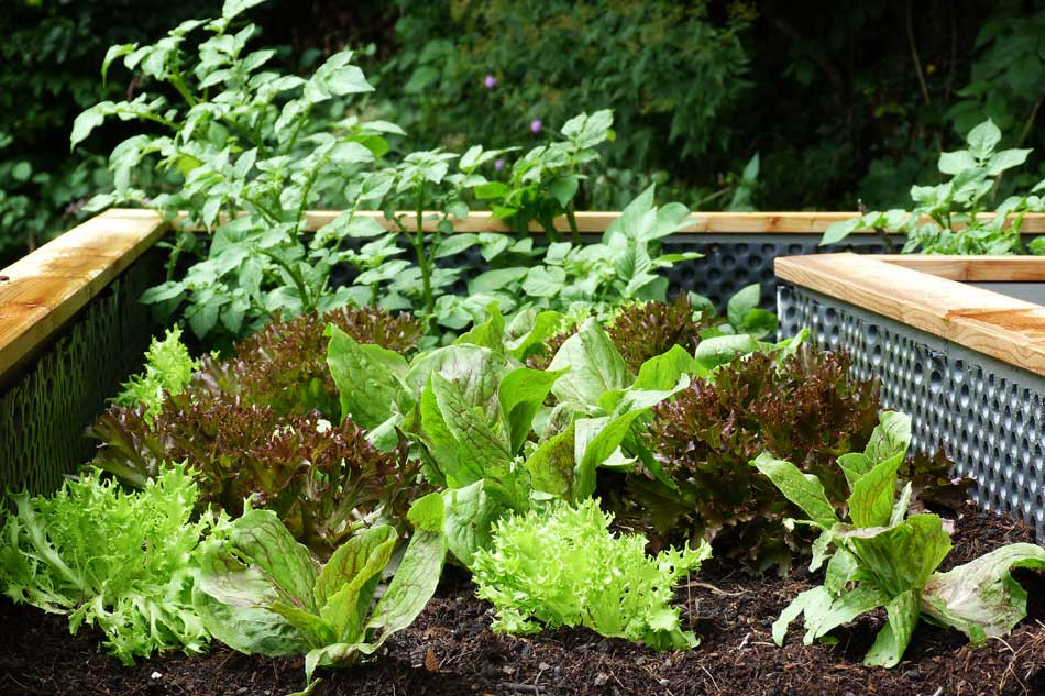 Selbstversorgung Aus Dem Garten
 Selbstversorgung aus dem Garten das Hochbeet