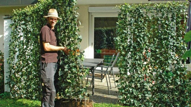 Sichtschutz Für Terrasse
 Sichtschutz aus Pflanzen für Garten und Terrasse