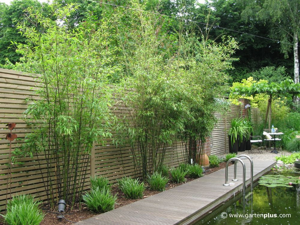 Sichtschutz Garten
 sichtschutz garten pflanzen Google Suche …