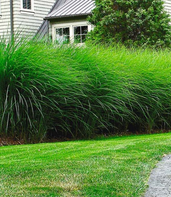 Sichtschutz Garten Pflanzen
 Sichtschutz Hecke Pflanzen garten sichtschutz pflanzen