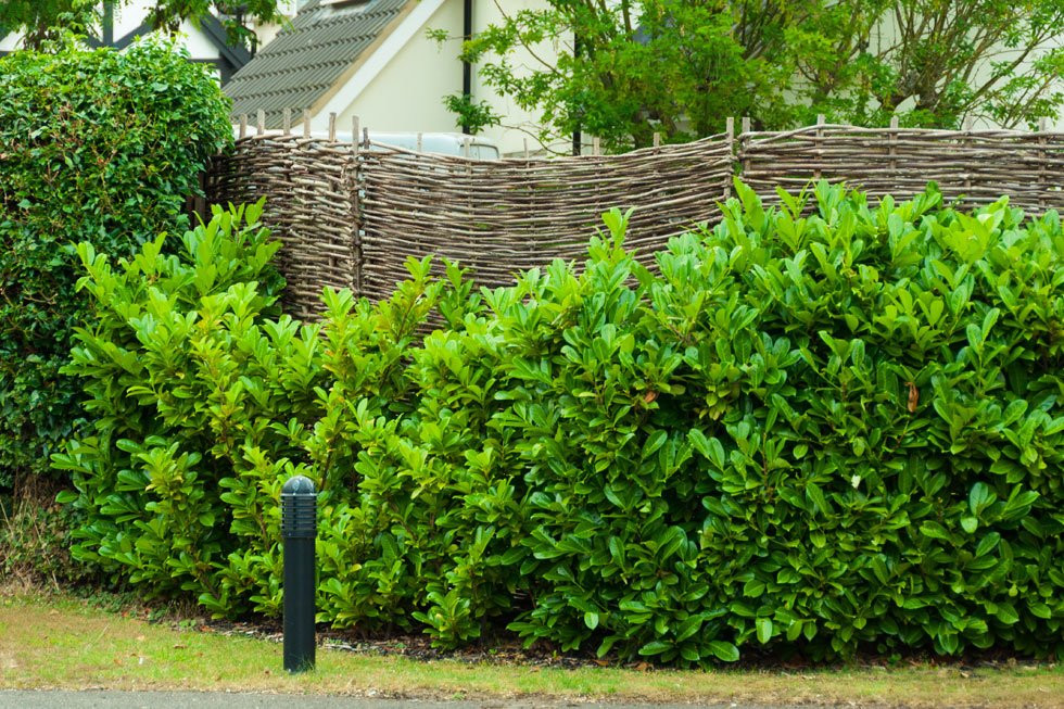 Sichtschutz Garten Pflanzen
 Sichtschutz im Garten 22 raffinierte Ideen & Anregungen