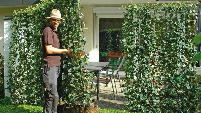 Sichtschutz Garten Pflanzen
 Sichtschutz aus Pflanzen für Garten und Terrasse